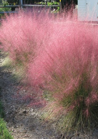 МЮЛІНБЕРГІЯ волосиста